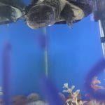 Turtle   Péloméduse Roussâtre (Pelomedusa Subrufa) Mâle - Garde d'animaux à domicile