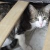 Images de profil de Florence - Blooming Pets - Petsitting et garde d'animaux à domicile