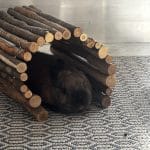 Weeny   Nain Mâle stérilisé - Garde d'animaux à domicile