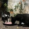 Images de profil de Lylyrose - Blooming Pets - Petsitting et garde d'animaux à domicile