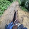 Images de profil de Lylyrose - Blooming Pets - Petsitting et garde d'animaux à domicile