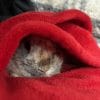 Images de profil de Lylyrose - Blooming Pets - Petsitting et garde d'animaux à domicile