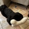Images de profil de Lylyrose - Blooming Pets - Petsitting et garde d'animaux à domicile