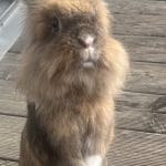 Umi   Tête de Lion Mâle stérilisé - Garde d'animaux à domicile