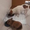 Images de profil de Camille - Blooming Pets - Petsitting et garde d'animaux à domicile