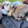 Images de profil de Camille - Blooming Pets - Petsitting et garde d'animaux à domicile