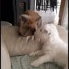Images de profil de Camille - Blooming Pets - Petsitting et garde d'animaux à domicile