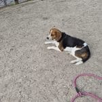 Freya   Beagle Femelle - Garde d'animaux à domicile