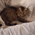 Yunni   European Shorthair (Européen) Femelle - Garde d'animaux à domicile