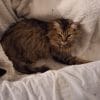 Images de profil de Ella - Blooming Pets - Petsitting et garde d'animaux à domicile