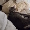 Images de profil de Ella - Blooming Pets - Petsitting et garde d'animaux à domicile