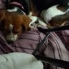 Images de profil de Ella - Blooming Pets - Petsitting et garde d'animaux à domicile