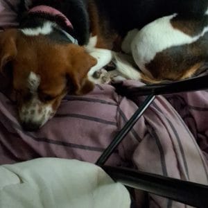 Images de profil de Ella - Blooming Pets - Petsitting et garde d'animaux à domicile