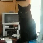 Salem Salem Chat de gouttiÚre (Commun) Mùle stérilisé - Garde d'animaux à domicile