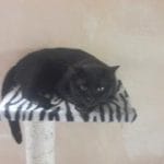 Hades   Chat de gouttière (Commun) Mâle stérilisé - Garde d'animaux à domicile