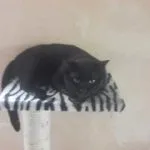Hades Hades Chat de gouttiÚre (Commun) Mùle stérilisé - Garde d'animaux à domicile