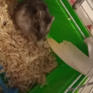 Image de profil de ANGELIQUE - Blooming Pets - Petsitting et garde d'animaux Ă domicile