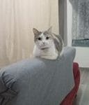 Cacahuète   European Shorthair (Européen) Femelle - Garde d'animaux à domicile