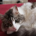 Bookit   European Shorthair (Européen) Mâle - Garde d'animaux à domicile