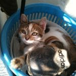 Creole   European Shorthair (Européen) Femelle - Garde d'animaux à domicile