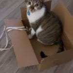 Poupette   European Shorthair (Européen) Femelle - Garde d'animaux à domicile