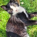 Felix   European Shorthair (Européen) Mâle - Garde d'animaux à domicile