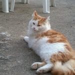 Youyou   European Shorthair (Européen) Mâle - Garde d'animaux à domicile