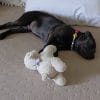Images de profil de Laurent - Blooming Pets - Petsitting et garde d'animaux à domicile