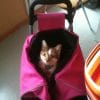 Images de profil de Laurent - Blooming Pets - Petsitting et garde d'animaux à domicile