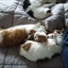 Images de profil de Laurent - Blooming Pets - Petsitting et garde d'animaux à domicile