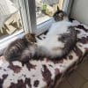 Images de profil de Laurent - Blooming Pets - Petsitting et garde d'animaux à domicile