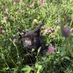 Basalte   European Shorthair (Européen) Mâle - Garde d'animaux à domicile