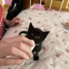 Images de profil de juliette - Blooming Pets - Petsitting et garde d'animaux à domicile