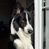 Images de profil de juliette - Blooming Pets - Petsitting et garde d'animaux à domicile