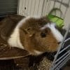 Images de profil de juliette - Blooming Pets - Petsitting et garde d'animaux à domicile