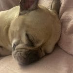 Lyrone   Bouledogue Français Mâle - Garde d'animaux à domicile