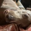 Images de profil de Cassandra - Blooming Pets - Petsitting et garde d'animaux à domicile