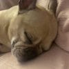 Images de profil de Cassandra - Blooming Pets - Petsitting et garde d'animaux à domicile