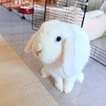 Alba   Bélier Français Femelle - Garde d'animaux à domicile