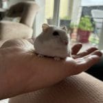 Grignotte   Hamster Chinois Mâle - Garde d'animaux à domicile