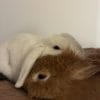 Images de profil de Océane - Blooming Pets - Petsitting et garde d'animaux à domicile