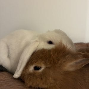 Images de profil de Océane - Blooming Pets - Petsitting et garde d'animaux à domicile