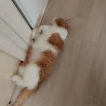 Rouky   Croisé Mâle - Garde d'animaux à domicile