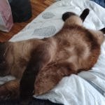 Nougat   Siamois Mâle - Garde d'animaux à domicile