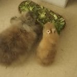 Hoppy   Nain Femelle - Garde d'animaux à domicile