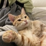 Nala   European Shorthair (Européen) Femelle - Garde d'animaux à domicile