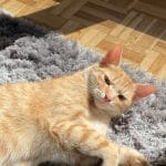 Milo   European Shorthair (Européen) Mâle - Garde d'animaux à domicile