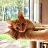 Images de profil de Lou - Blooming Pets - Petsitting et garde d'animaux à domicile
