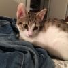 Images de profil de Lou - Blooming Pets - Petsitting et garde d'animaux à domicile