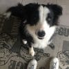 Images de profil de Lou - Blooming Pets - Petsitting et garde d'animaux à domicile